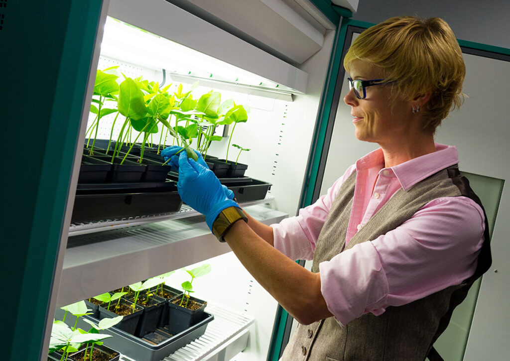 Growing Vaccines and Medicines and Eating Them Raw – Molecular Farming