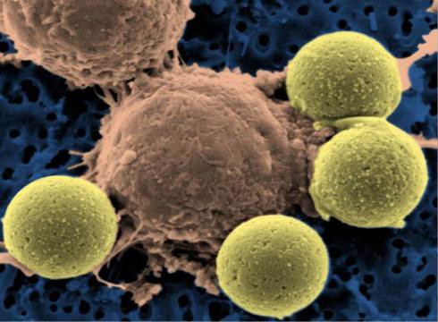A Human-Made Molecule Could Be a Super Immunity Booster