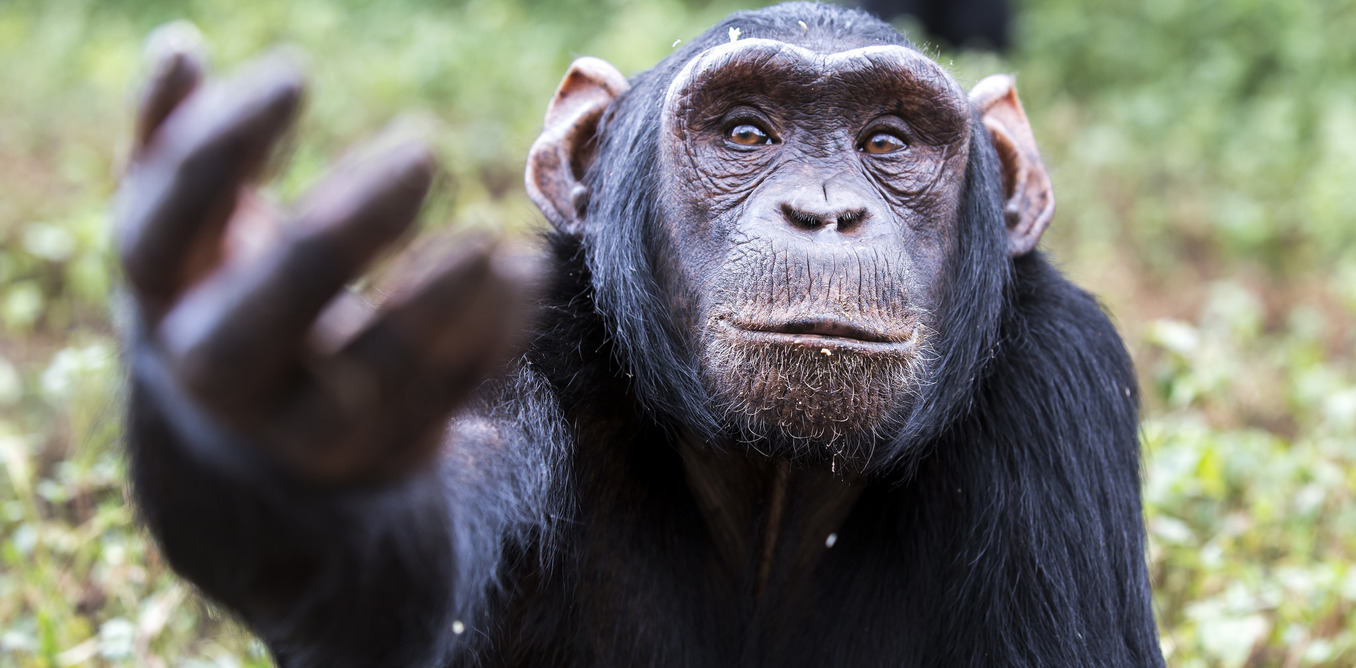 Why Primate Mothers Keep Their Dead Chldren with Them for Months