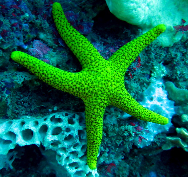 Everything Starfish Can Do, Starfish Robot Can Do Better