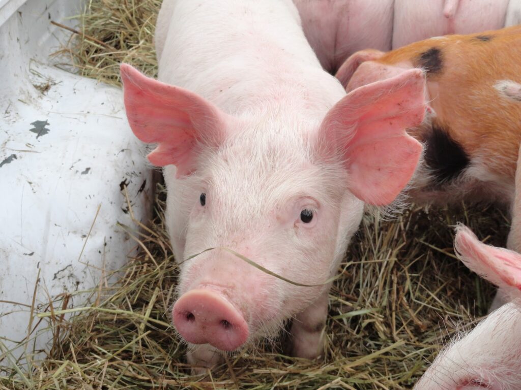 Replacing Human Organ Donors with Pigs